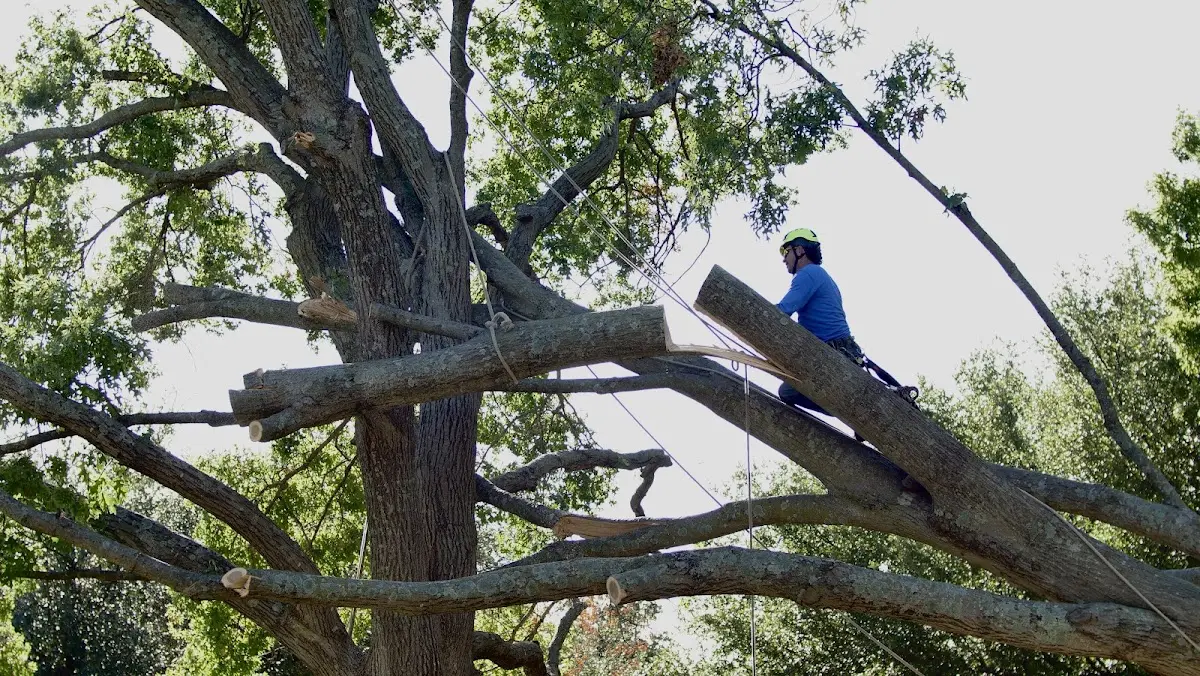 Professional Crown Thinning performed by certified arborists in Linwood